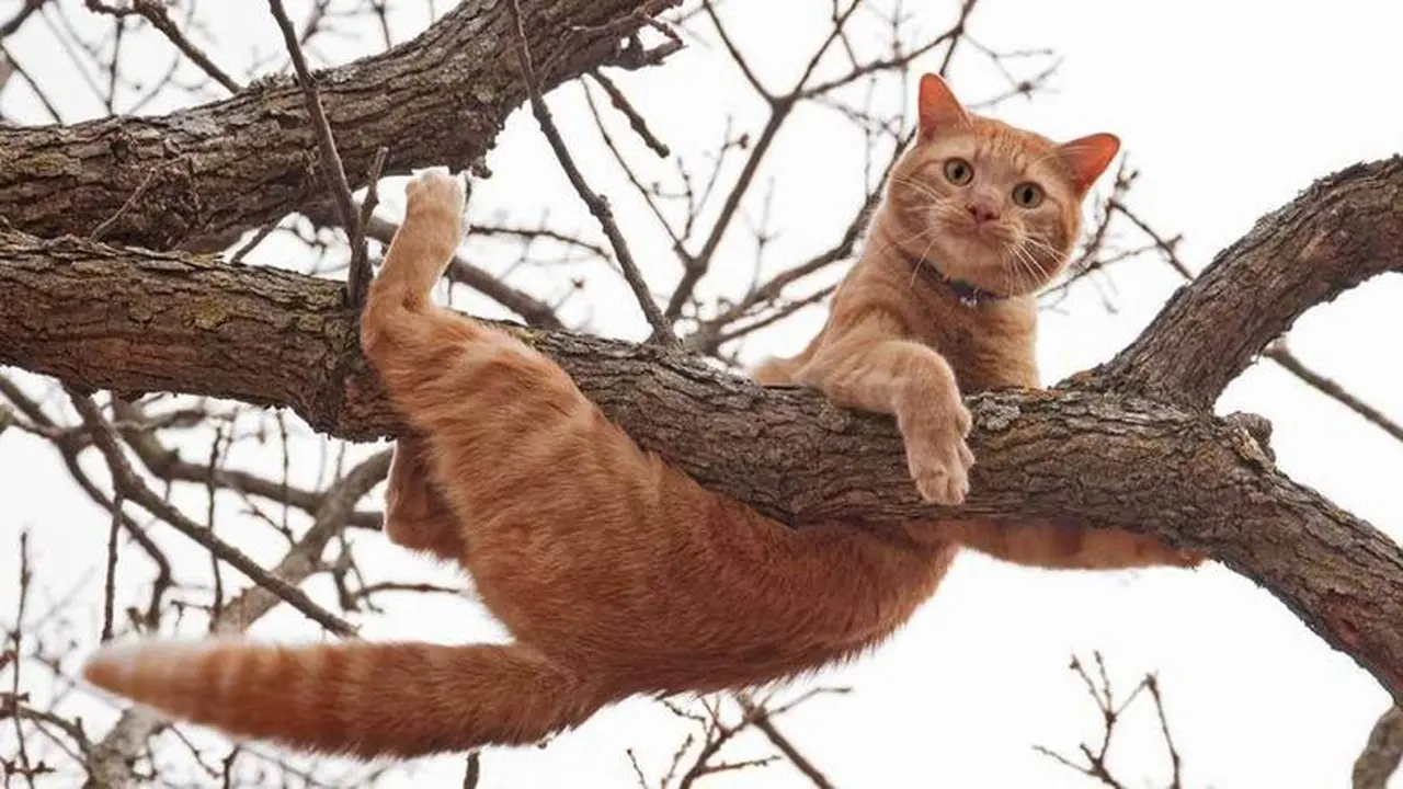 رسائل رؤية القطط في الأحلام: كيف يفسر لونها وسلوكها تأثيرها النفسي على الحالم